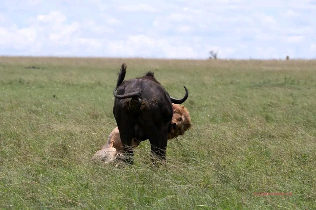 مبيت وإفطار Sekenani Ilkerin Camp Maasai Mara المظهر الخارجي الصورة