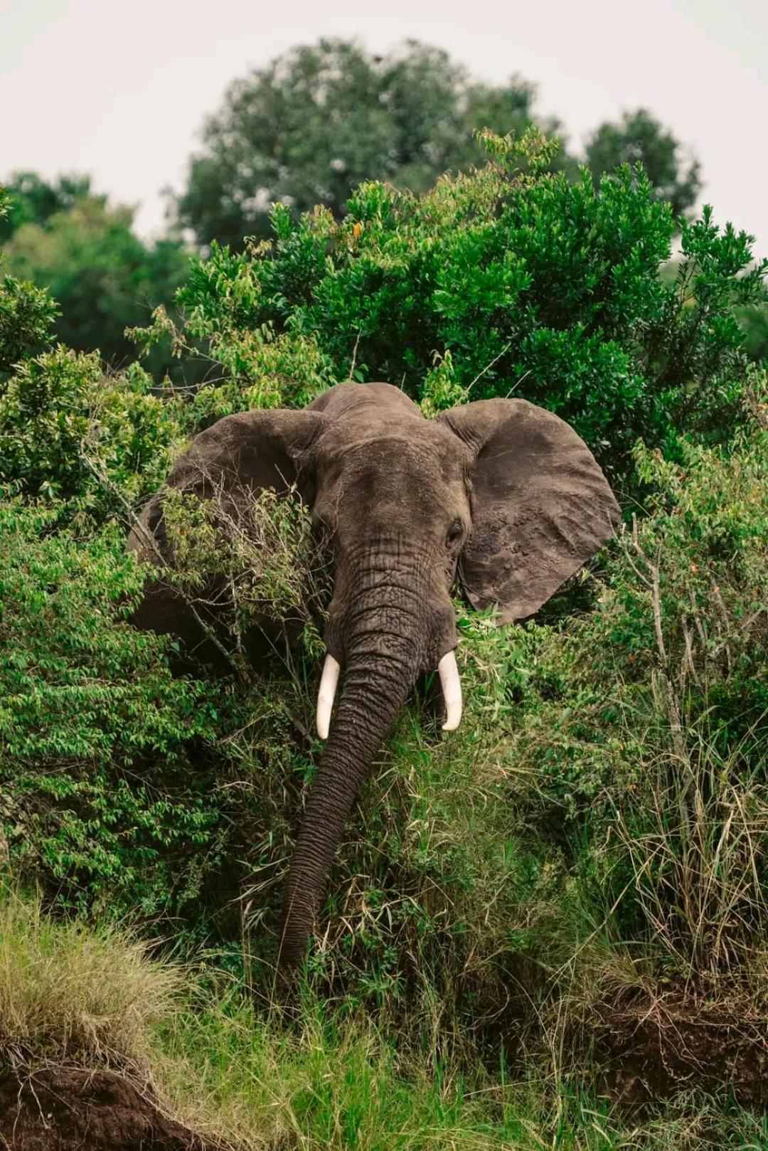 مبيت وإفطار Sekenani Ilkerin Camp Maasai Mara المظهر الخارجي الصورة