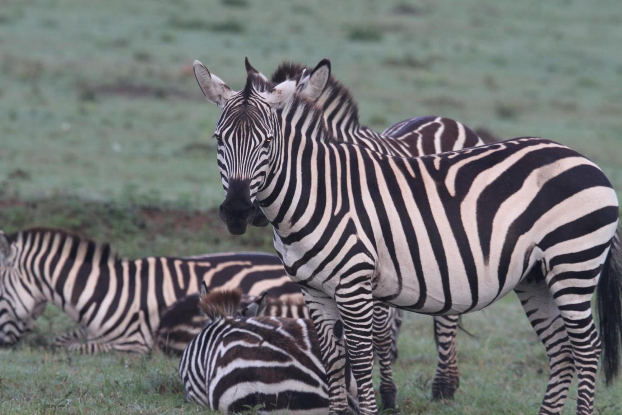 مبيت وإفطار Sekenani Ilkerin Camp Maasai Mara المظهر الخارجي الصورة