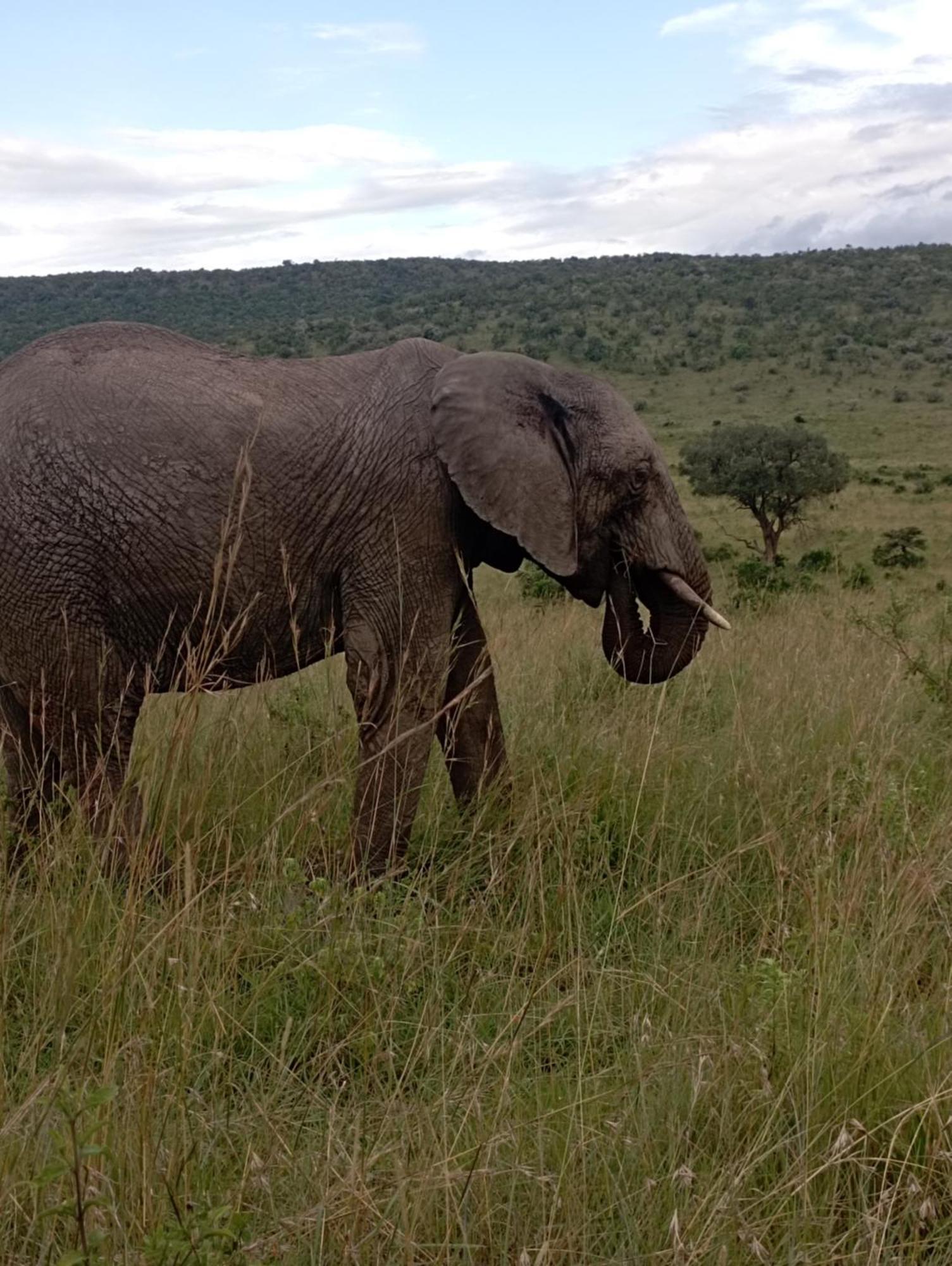 مبيت وإفطار Sekenani Ilkerin Camp Maasai Mara المظهر الخارجي الصورة